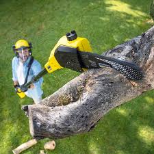 Trusted Long Prairie, MN Tree Services Experts