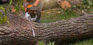 Best Tree Disease Treatment  in Long Prairie, MN